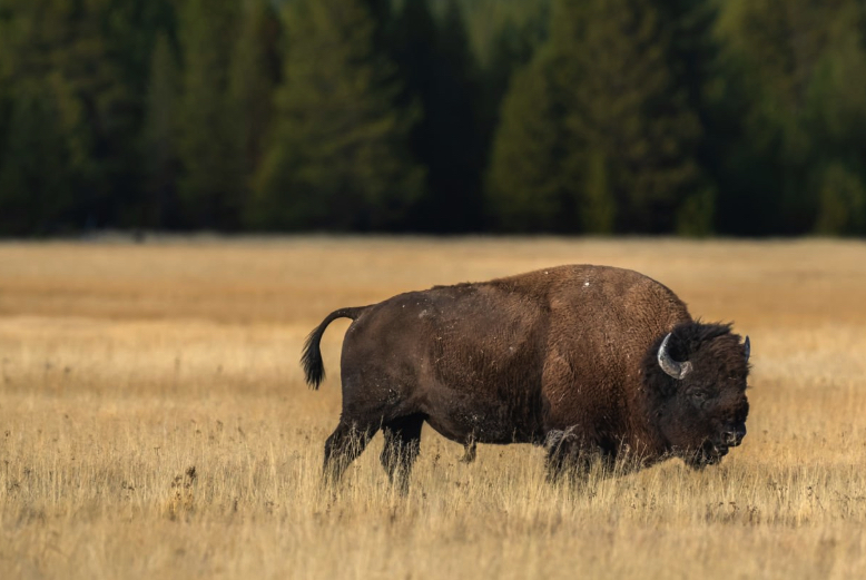 Roaming Buffalo at Yellowstone
